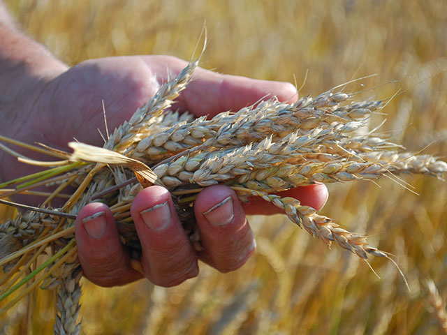 Producers are urged to be cautious and test quality and safety of wheat before feeding it to cattle. (DTN/Progressive Farmer photo by Boyd Kidwell)