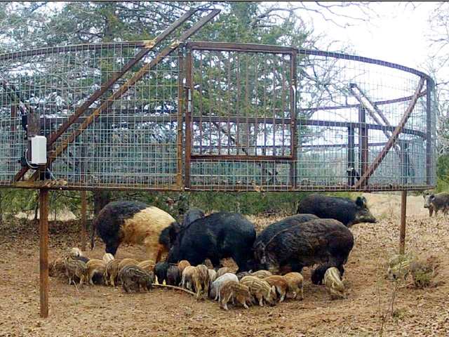 Estimates are that 70% to 75% of the wild hog population need to be killed to keep feral hogs under control. (Photo courtesy Noble Foundation)