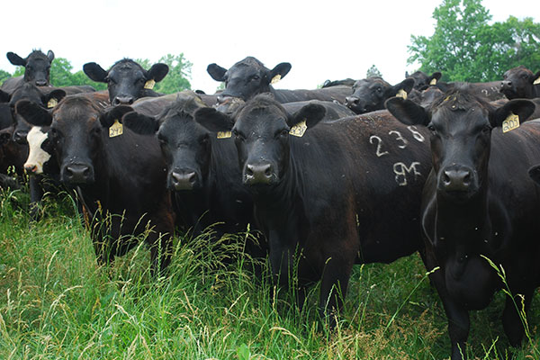 After EPA asked that a warning be added to the label of some fly-control mineral blocks, producers are asking if the products are whole-herd safe.(DTN/Progressive Farmer photo by Boyd Kidwell)