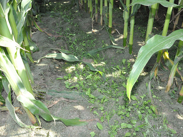 Inter-seeding cover crops in June is one way Minnesota growers hope to take advantage of a short growing season. A demonstration project in southeast Minnesota is examining all the factors that come into play. (DTN photo by Todd Neeley)