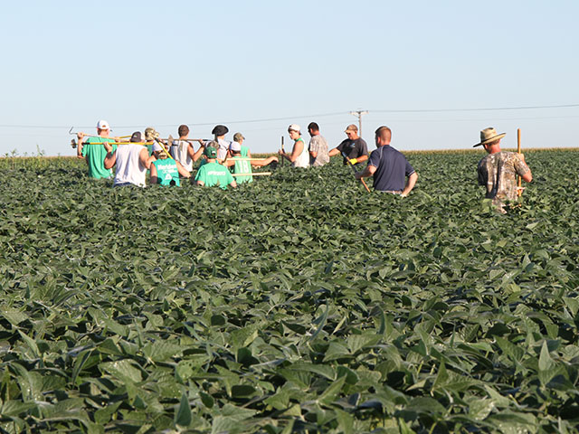 Crews of teens have been walking soybeans over the past few weeks near Decatur, Illinois, as they try to put a dent in the herbicide-resistant waterhemp that has infiltrated some fields. (DTN photo by Pamela Smith)