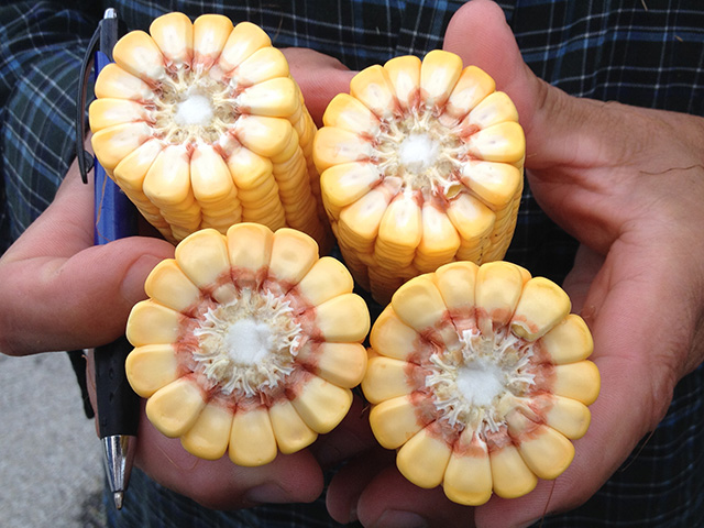 Corn looked good at an estimated 172 bushels per acre on a field near Kokomo, Indiana. (DTN photo by Katie Micik)