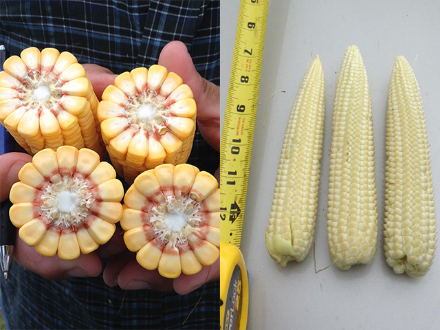  Scouts on the eastern route of the Pro Farmer Midwest Crop Tour saw variability in fields Tuesday. Corn crops ranged from an estimated 172 bpa in a field near Kokomo, Indiana (left) to one estimated to be only105 bpa -- if it gets good weather through October. (DTN photos by Katie Micik)