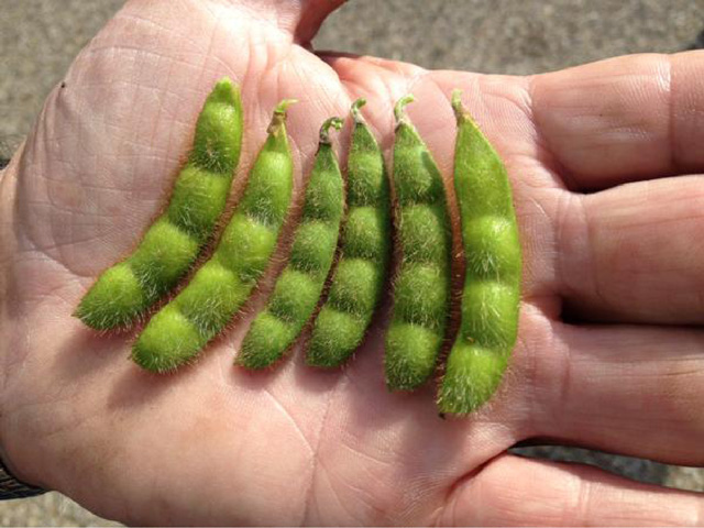 From a good field stop in Marshall County, Illinois. Pod count of 1,472 in a 3-foot-by-3-foot square. Lots of pods with four beans.  (DTN photo by Katie Micik)