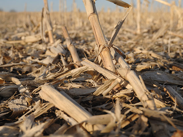 Farmers produce a lot of cornstalks each fall, but getting them to break down can be a challenge. (DTN photo by Jim Patrico)