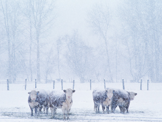 Several factors add to the concerns for cattle when temperatures drop. Wind and moisture are the biggest factors in how much care is needed. (DTN&#092;The Progressive Farmer file photo)