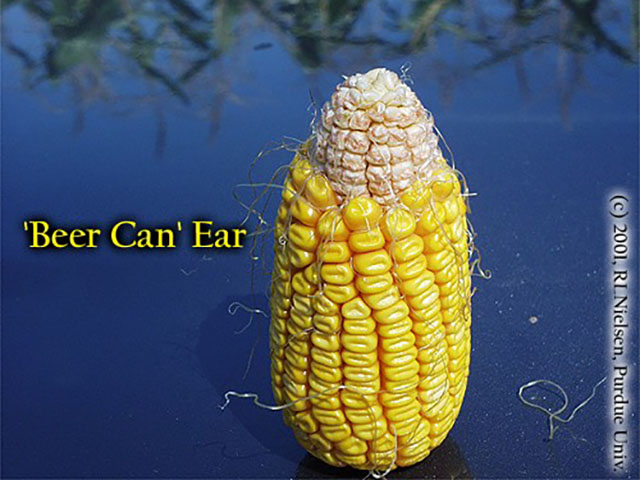 An example of beer-can ear. (Photo courtesy R.L. Nielsen, Purdue University)