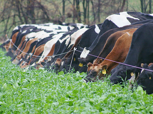 Brassicas keep cattle eating well through fall and into winter. (DTN/Progressive Farmer photo by Mark Parker)