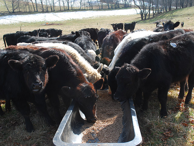 October&#039;s launch of the new Veterinary Feed Directive program will give producers, veterinarians and feed distributors a taste of what&#039;s to come at the beginning of 2017. (DTN/Progressive Farmer image by Boyd Kidwell)