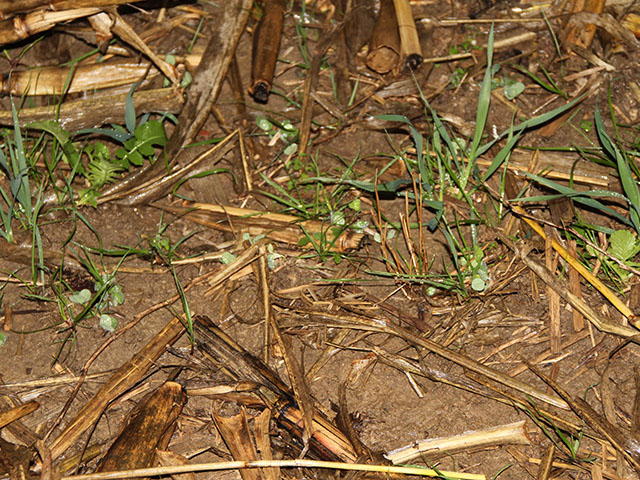 Seed cover crops early in the fall to get significant growth and maximum benefit. (DTN photo by Pamela Smith) 