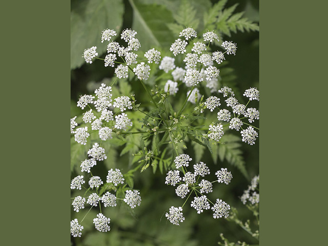 Most common in moist areas along fencerows, roads and other areas not used frequently, poison hemlock can be a danger if eaten in enough quantity. (Photo by Thinkstock/istock)