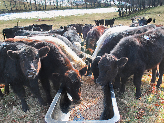 Cow/calf producers are historically conservative users of growth promotants. (DTN/Progressive Farmer photo by Boyd Kidwell)