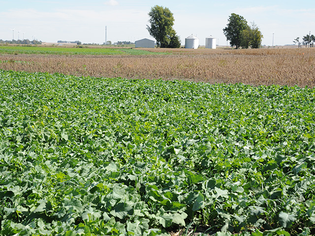 Some growers near Peoria, Illinois, seeded wet holes with cover crops this summer. It&#039;s one way to keep those areas from growing up in a tangle of weeds. (DTN photo by Pamela Smith)