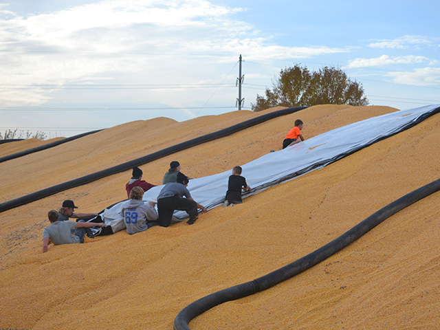 The Le Sueur-Henderson wrestling team lends some muscle to Patriot Grain owner Tyler Sunderman, helping tarp one of the elevator&#039;s two 100,000-bushel corn piles. (Photo courtesy of Patriot Grain, Cleveland, Minnesota)