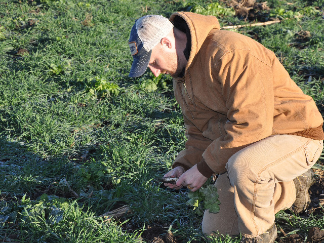 Nick Goeser, director of the Soil Health Partnership for NCGA, examines some cover crops. (DTN photo by Chris Clayton) 