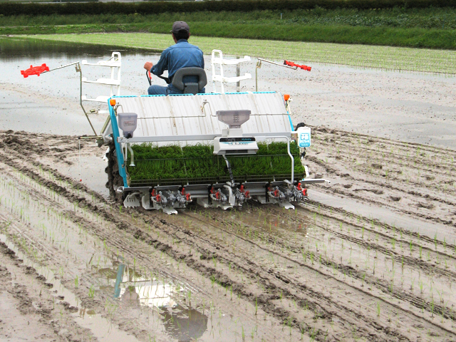 Planting rice in Japan. The country is working on overhauling its ag policies to fit with the Trans-Pacific Partnership agreement. (DTN file photo by Marcia Zarley Taylor)