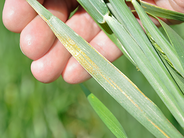 Rust outbreaks in Texas and Oklahoma have plant pathologists urging wheat growers to scout early for leaf and stripe rust (shown above), before the flag leaf emerges. (DTN photo by Katie Micik)