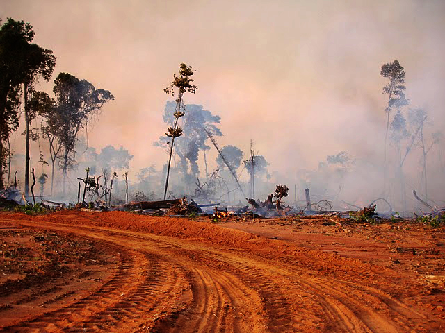 The explosion in soybean production across Mato Grosso in the 1990s and early part of the 2000s was an important driver in the growth in Amazon forest clearance. (DTN file photo)
