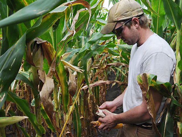 Kyle Wendland pulls ears during the 2010 Pro Farmer Midwest Crop tour. (DTN file photo by Katie Micik)