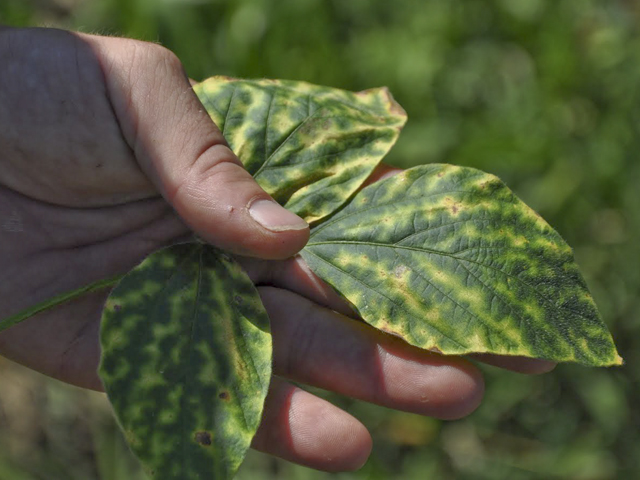 Now is the time to start scouting for the distinctive yellowing of soybean leaves that can indicate the early symptoms of an SDS outbreak. (DTN photo by Katie Micik)