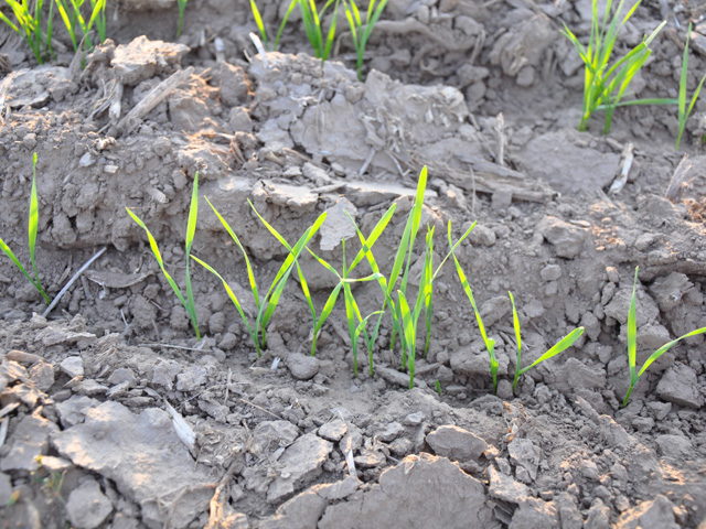 Dry, windy conditions are taking their toll on the winter wheat crop in Kansas and Oklahoma, according to weekly crop progress reports issued by the states. (DTN file photo by Katie Micik)