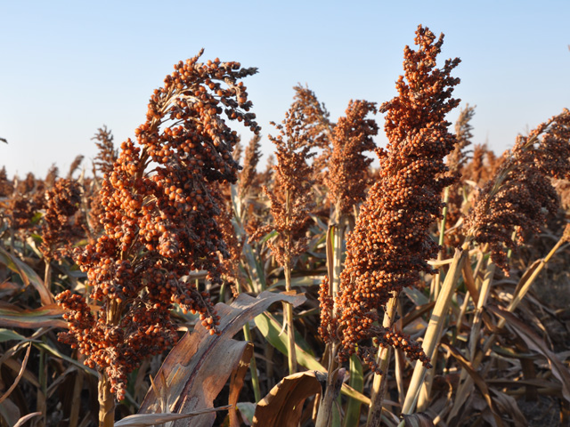 The market is telling producers it wants more sorghum acres. But will producers respond? (DTN file photo by Katie Micik)
