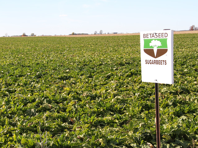 The National Research Council plans a study to assess whether initial concerns and promises were realized since the introduction of genetically engineered crops, such as these genetically engineered sugarbeets, and will investigate new concerns and recent claims. (DTN file photo by Elaine Shein)