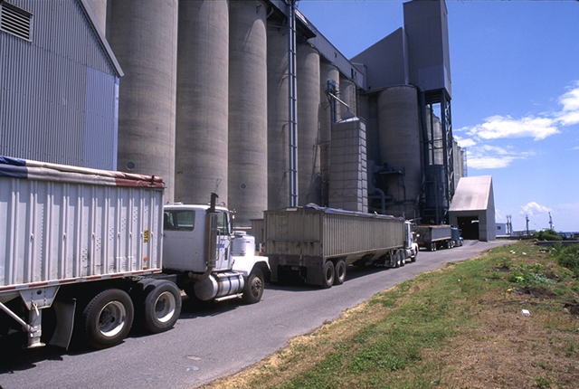 Trucks in line at a grain elevator. (DTN file photo)