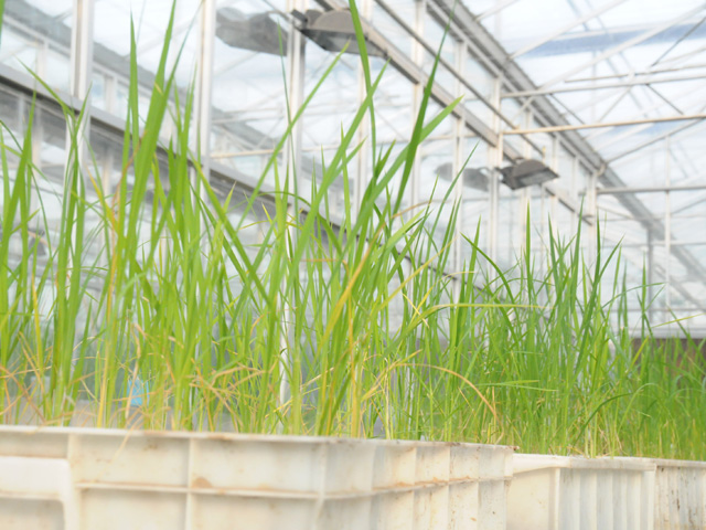 Chinese scientists are researching genetically modified cotton, soybeans, corn, wheat, rice and other food crops. Pictured here is GM wheat in a China greenhouse. (DTN file photo by Lin Tan)