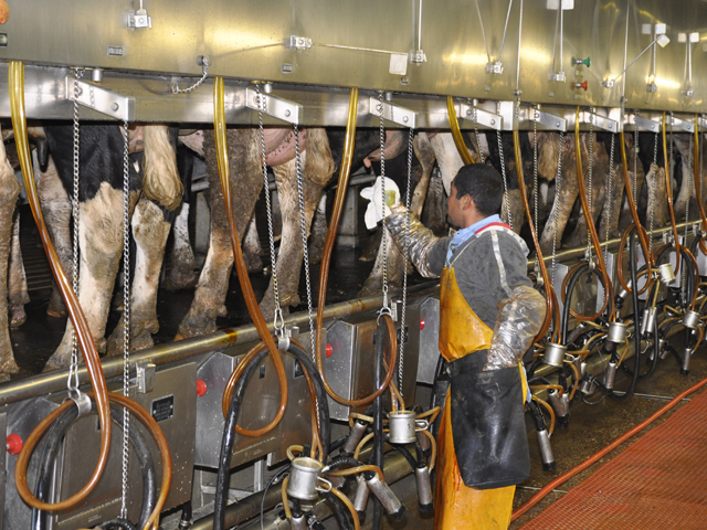 Dairy producers will be able to sign up for a new margin protection program starting Tuesday. (DTN file photo by Urban Lehner)