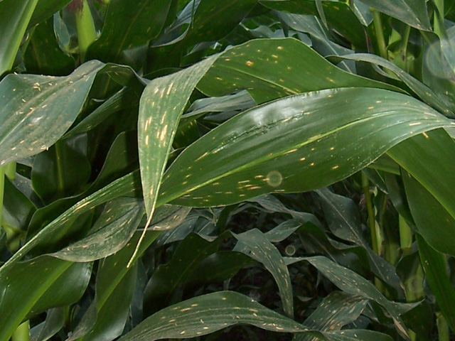 Foliar diseases, like the gray leaf spot infection on this corn plant, have thrived in the well-watered corn fields in much of the Corn Belt this year. (Photo courtesy Gary Coates, Agronomic Solutions)