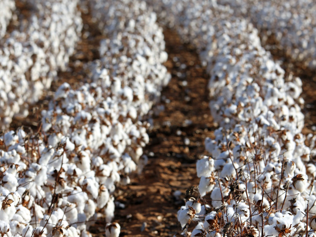 U.S. growers intend to plant 9.1 million acres of cotton in 2016, the latest National Cotton Council survey shows. ( DTN file photo) 