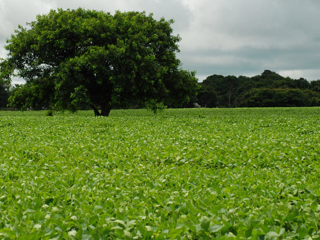A file photo of soybeans in the Cerrado region of Brazil. (DTN file photo)