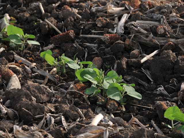 Informa is projecting that a record-setting soybean crop will be planted this year. (DTN file photo)