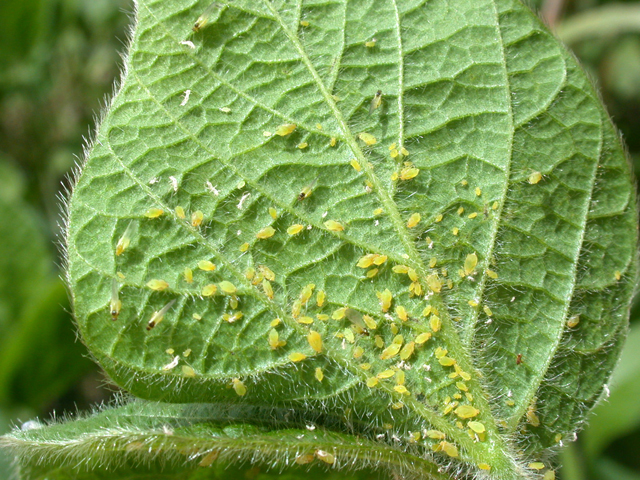 More than 100 soybean aphids collect on the underside of a soybean leaf. (Photo by John Obermyer, Purdue University)