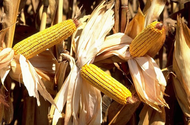 Sooner or later, questions always come back to corn fundamentals. (DTN/The Progressive Farmer file photo)
