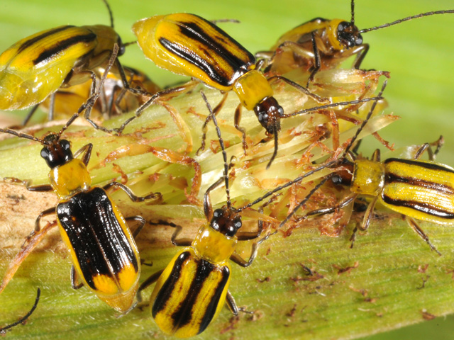 Adult corn rootworm beetles typically feed only on corn pollen and silks. (DTN file photo by Pamela Smith)