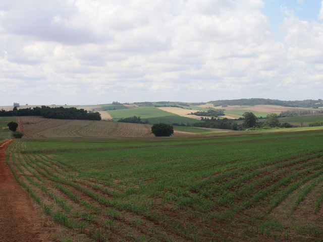 Margins on second-crop corn were very poor last year, and poor prospective returns this season prompted farmers in Mato Grosso, Brazil, to reduce planted area. (DTN file photo by Alastair Stewart)