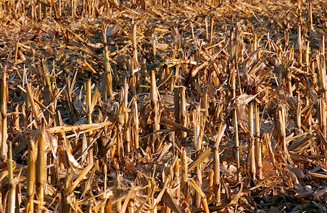 A new study says using large volumes of corn stover to produce ethanol results in greater carbon emissions, but opponents of the study say researchers based their assumptions on corn stover removal rates far exceeding those actually used in the field. (DTN file photo)