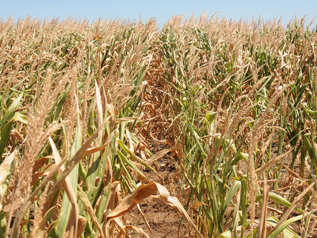 This Argentine corn field from 2011 was suffering from drought. Planting of this year&#039;s corn is being delayed now because of extreme dryness. (DTN file photo by Lin Tan)