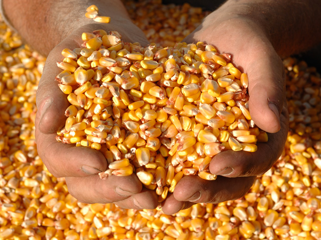 With shipments to China currently stalled over low-level presence of the Agrisure Viptera trait, it&#039;s possible Colombia or South Korea could advance to the No. 3 export market for U.S. corn. (DTN/The Progressive Farmer file photo)