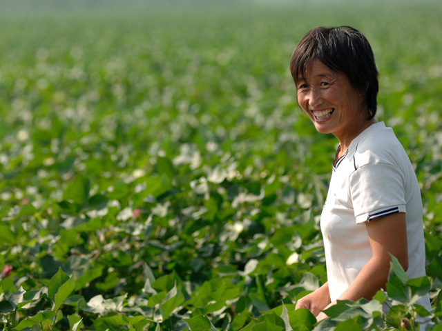 DTN file photo of a woman pruning cotton plants in China. China&#039;s cotton acreage is expected to fall 20% this year. (DTN file photo by Jim Patrico)