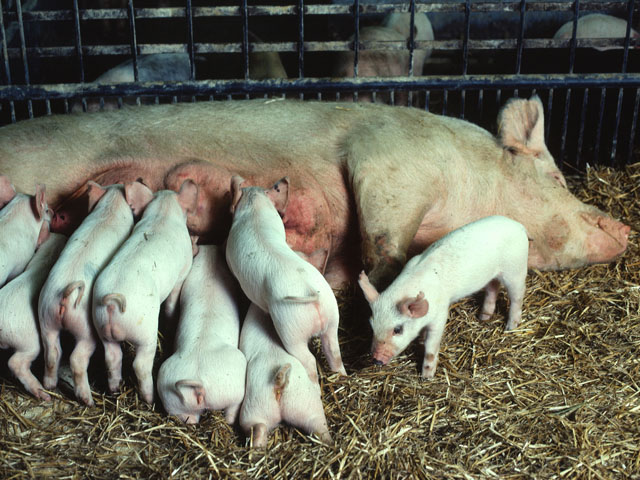 A new vaccine will be used on sows to build antibodies and transmit those antibodies through their milk to newborn piglets, according to USDA. (DTN file photo)