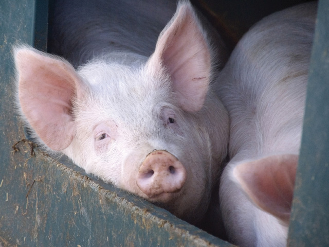 Domestic pork prices in China remain 60% to 100% higher than in exporting countries like Canada or the U.S., so the country&#039;s recent currency devaluations should have little impact on meat trade. (File photo courtesy Shutterstock)