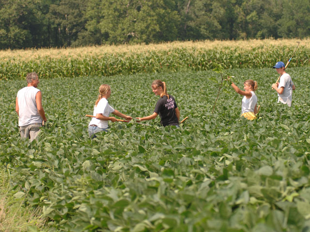 A family walks soybeans. Will the next generation of farmers even know what walking beans was? (DTN photo by Jim Patrico)