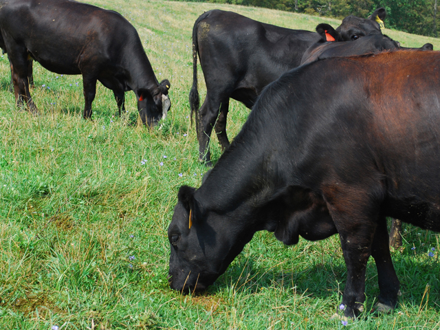 Controlling grazing by rotating cattle herds through sequential paddocks to allow plant recovery is a way to keep greenhouse gas emissions under control. (DTN file photo)