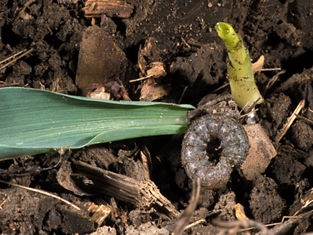 Growers should scout emerging corn for black cutworm larvae and the feeding damage they can inflict above or below ground. (Photo courtesy J. Obermeyer, Purdue University)