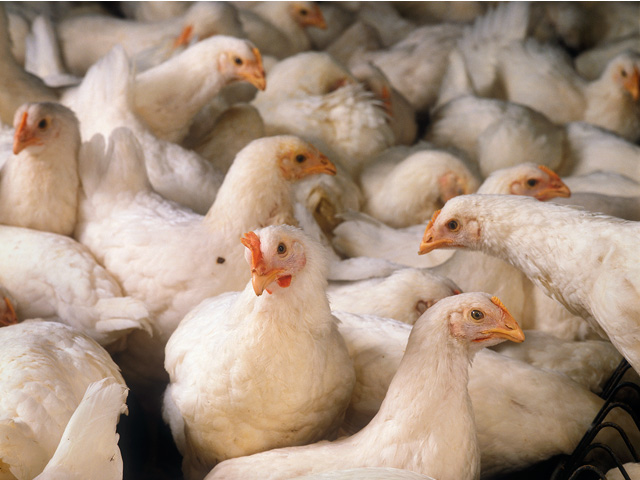 Outbreaks of highly pathogenic H5N2 avian influenza have been detected in Arkansas, California, Idaho, Iowa, Minnesota, Missouri, Montana, North Dakota, Oregon, South Dakota, Washington state and Wisconsin. (DTN file photo)