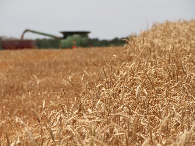 As wheat harvest starts in the Plains, growers are finding improved yields but heavy weed, disease and green tiller presence. (DTN photo by Pamela Smith)