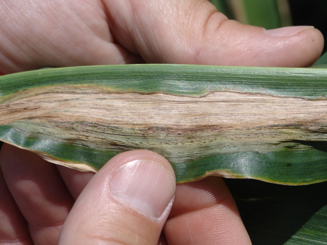 Water-soaked lesions with freckles are characteristic of Goss&#039;s wilt, a leaf disease that appears to be spreading to more corn states. (Photo by Tamra Jackson-Ziems, University of Nebraska) 